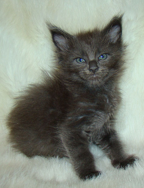 ���� ��� ������� ��������� Catsvill County!  ���� ����! ������ ������ ���� ���! ���� ��� ������ ������ � ����� ����!!! �������� ���� ����� Catsvill County +7-926-544-74-09  ���� ��� �������� ������. ���� ��� ������, ���� ��� �������, ���� ��� ������,  ���� ��� ����, ���� ��� ��������, ���� ����,  ������ ������ ���� ���,  ������ ����-����, ����� ������� ������ �����, ����� ����� ������!